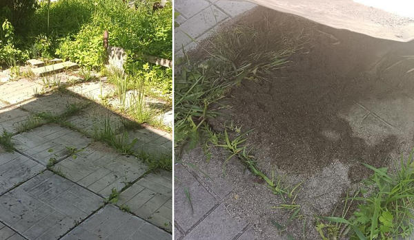 Слева: первый муравейник. Справа: второй муравейник