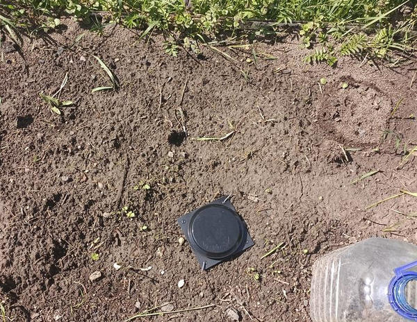 Пятую ловушку с гелем поставила на грядку