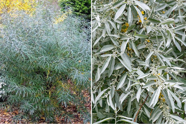 Слева: ива лохолистная. Фото с сайта martin-sad.ru. Справа: лох узколистный