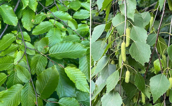 Слева: граб березолистный. Справа: береза обыкновенная