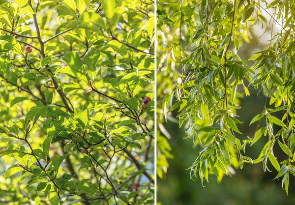 Слева: магнолия иволистная. Справа: листья ивы