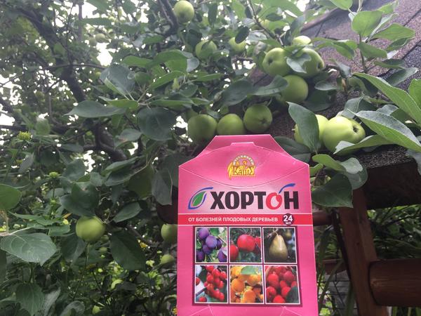 Яблоня через два с половиной месяца после обработки Хортон: признаков болезни нет ни на листьях, ни на плодах!