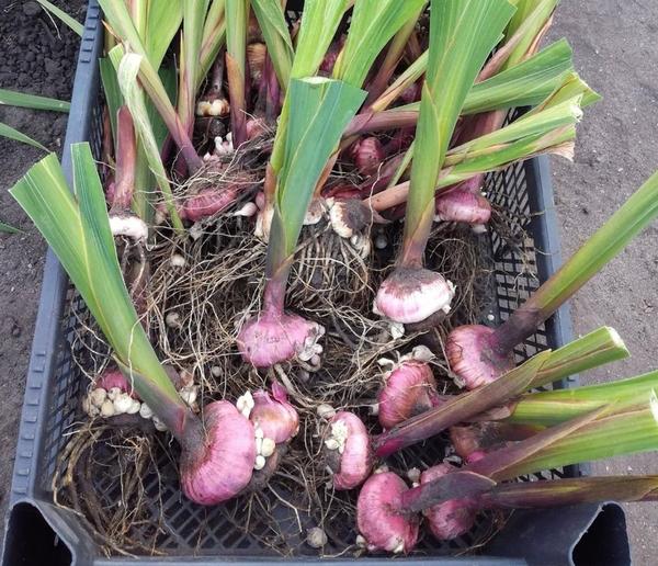 Гладиолусы украшают наши цветники и палисадники с незапамятных времен