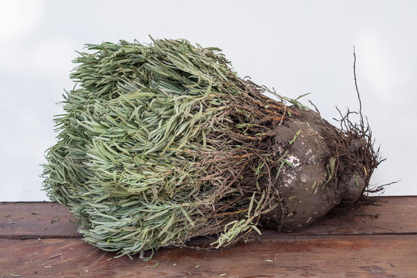 Взрослые кусты лаванды желательно пересаживать в оптимальные для вашего климата сроки