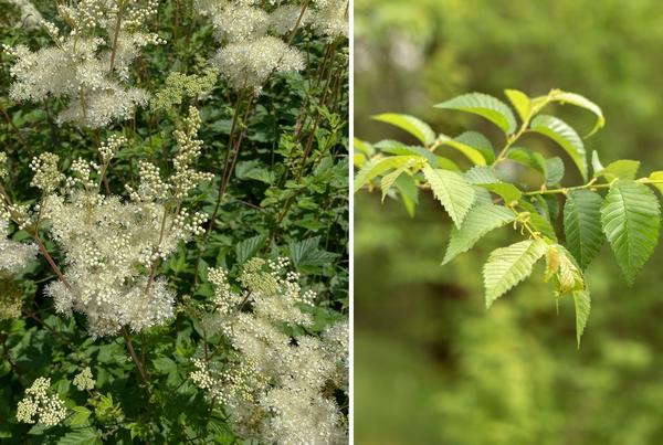 Слева: лабазник вязолистный. Справа: листья вяза