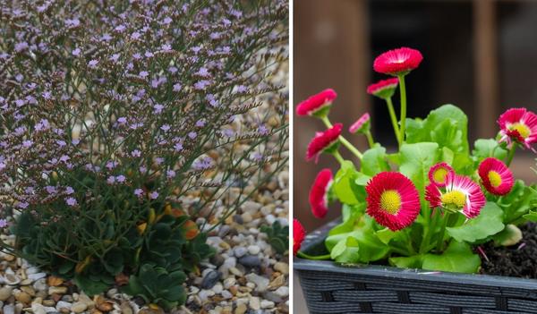 Слева: кермек маргаритколистный. Фото с сайта bethchatto.co.uk. Справа: маргаритка