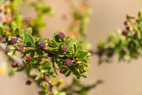 Барбарис мелколистный