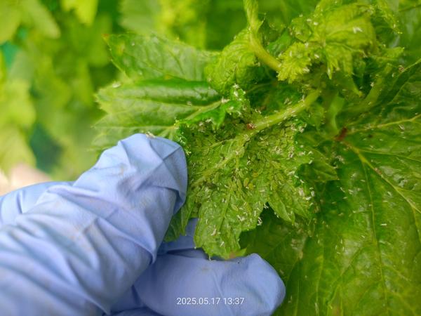 Тля... Это просто ужас какой-то!