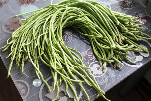 Целую плантацию вигны сажать не придется: она очень урожайная. Фото Елены Столповской (ok_415907067157)