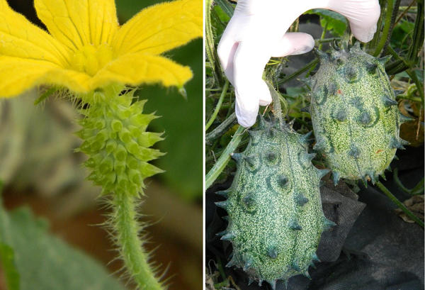 Завязь и зеленцы кивано. Фото Натальи (Natasha777)