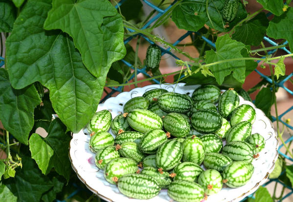 Красота необыкновенная! Фото Марины Бахаревой (MeryKon)