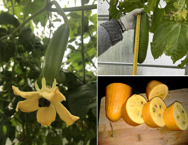 Вот какая красотка выросла. Фото Наташи (Natasha777)