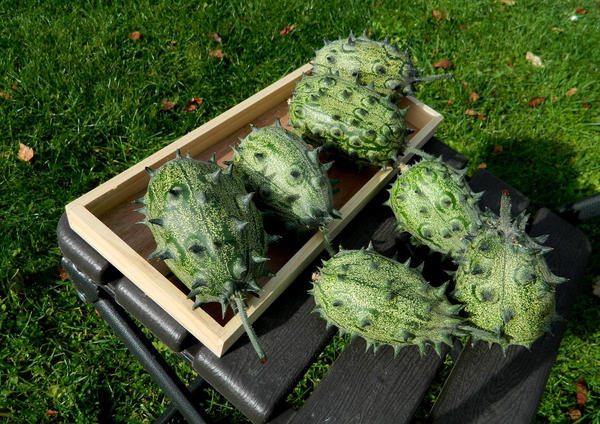 Зеленые дракончики. Фото Натальи  (NatashaNovikova)