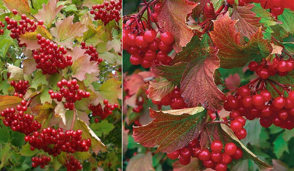 Калина обыкновенная. Слева: Гранатовый браслет. Справа: Вигоровская. Фото с сайта luchshii-sad.ru