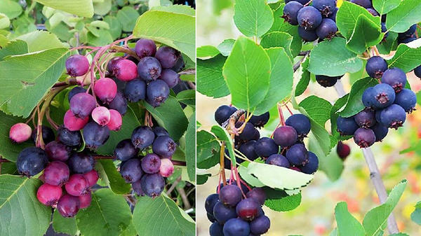 Ирга ольхолистная. Слева: Smokey. Справа: Thiessen. Фото с сайта сады-эдема.рф