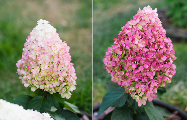 Гортензия метельчатая Pinky Promise