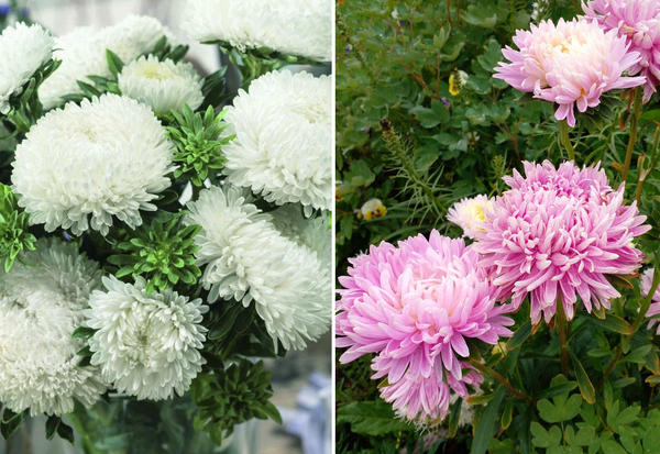 Слева: Phantom of the Opera. Фото с сайта agrosemfond.ru. Справа: Sakura. Фото Натальи (NatashaNovikova)