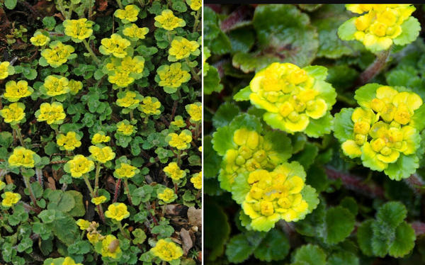 Хризосплениум Давида. Фото с сайта apps.rhs.org.uk