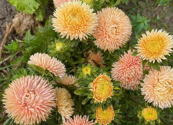 При хорошем уходе хризантелла поражает обилием цветков. Фото с сайта garden-zoo.ru