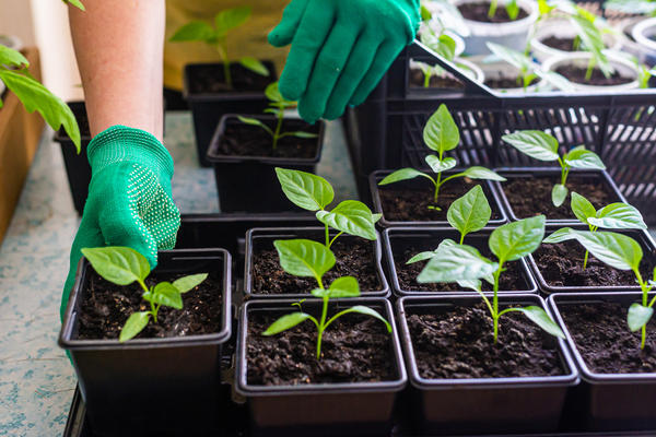 Лунный посевной календарь на апрель 2026 года