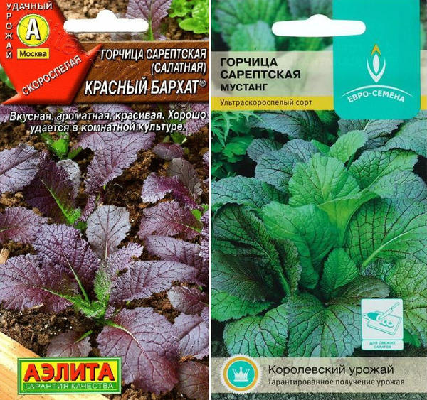 Горчица сарептская. Слева: Красный бархат. Фото с сайта ailita-shop.ru. Справа: Мустанг. Фото с сайта semena-baza.ru