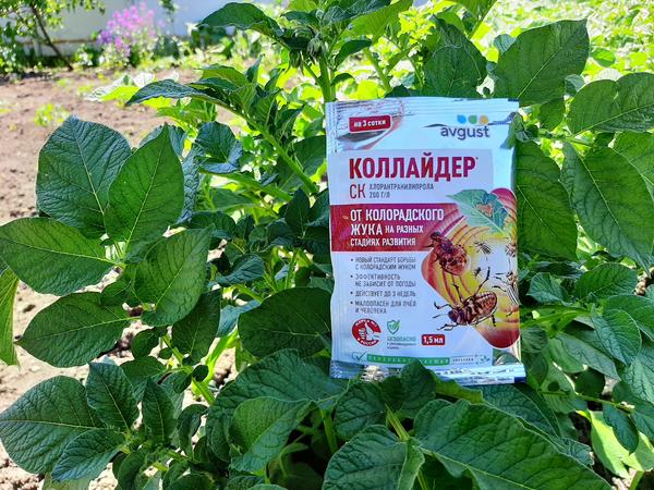 Как только на картофеле обнаружены колорадские жуки, пора проводить обработку