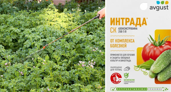 "Интрада®" обеспечит защиту картофеля от комплекса опасных болезней