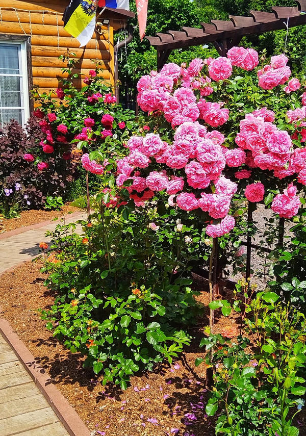 Rosarium Uetersen на штамбе. Фото Наталии (NataliP) из Истры