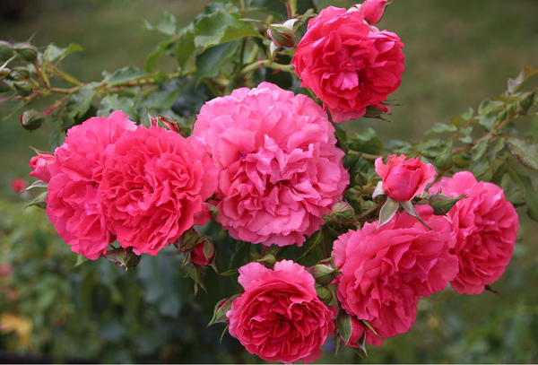 Повторная волна цветения Rosarium Uetersen. Фото Никулиной Татьяны (TanyaNikulinaLeonova) из Тулы