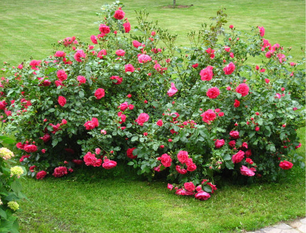 Начинается первая волна цветения Rosarium Uetersen. Фото Ольги (OlgaDa) из Московской области