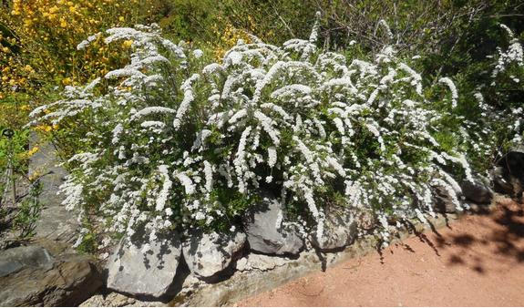 Фрагмент живой изгороди из спиреи Вангутта. Фото автора