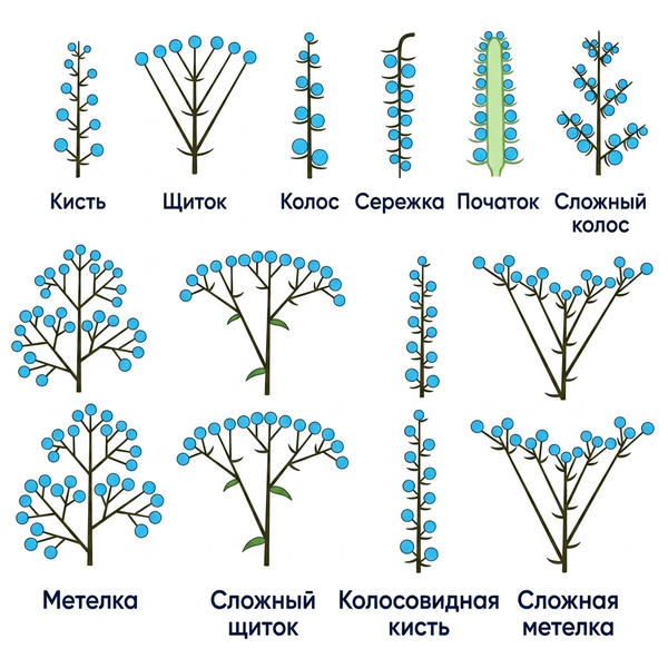 Типы соцветий