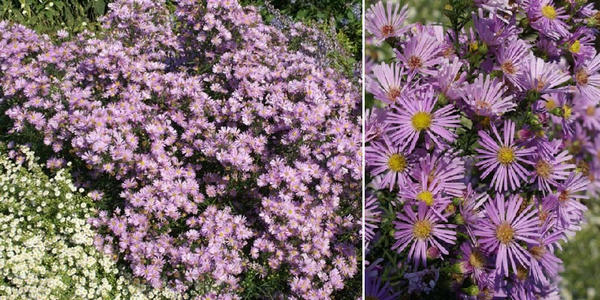 Астра вересковая Pink Star. Фото с сайта harriedevries.nl