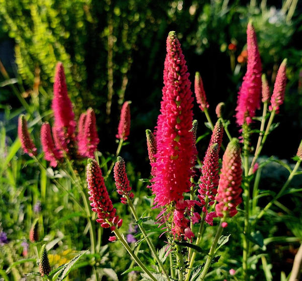 Вероника Bubblegum Candles. Фото Натальи (Bernata) из Новороссийска
