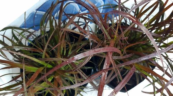 Готовые растения пеннисетума щетинистого Rubrum. Фото Натальи (Bernata) из Новороссийска