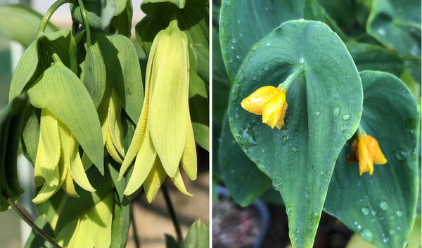 Цветки и семенные коробочки увулярии пронзеннолистной. Фото с сайта harespringcottageplants.co.uk