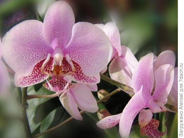 Орхидея дремлик