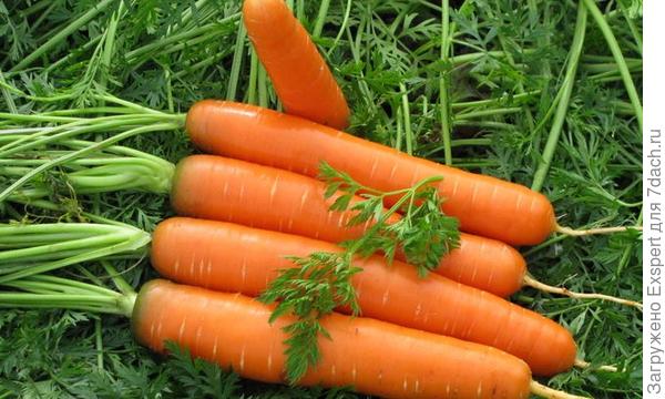 Посев моркови по лунному календарю
