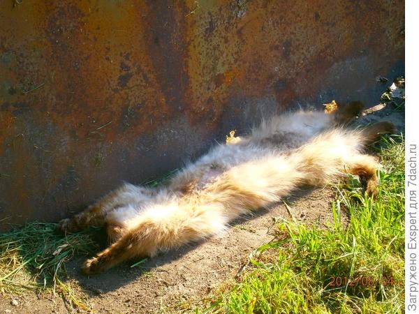 кот загарает