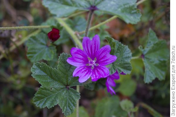 Цветы осени - дикоросы