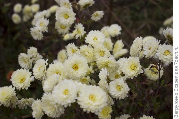 Цветы осени - хризантемы