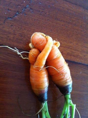 Обнявшиеся морковки