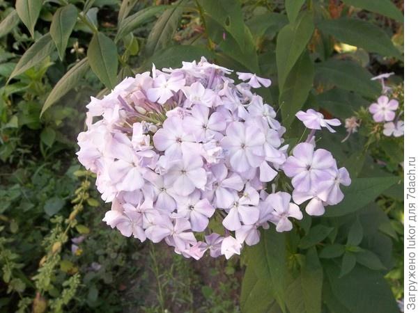 Нежно-розовая самосейка