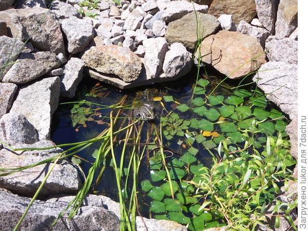 Лягушка Марфа на листьях водяного ореха