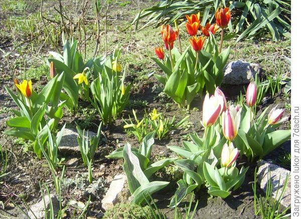Преимущества карликовых ботанических тюльпанов