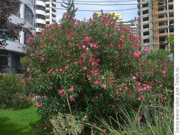 Олендры Адлера