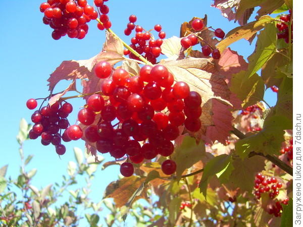 Украина - край калиновый