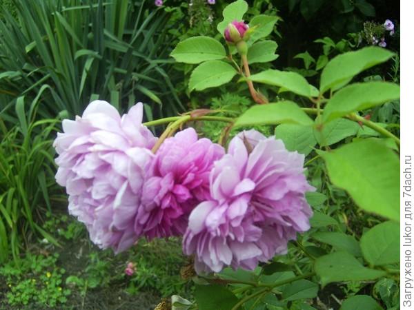 Розарий. Такой разный...