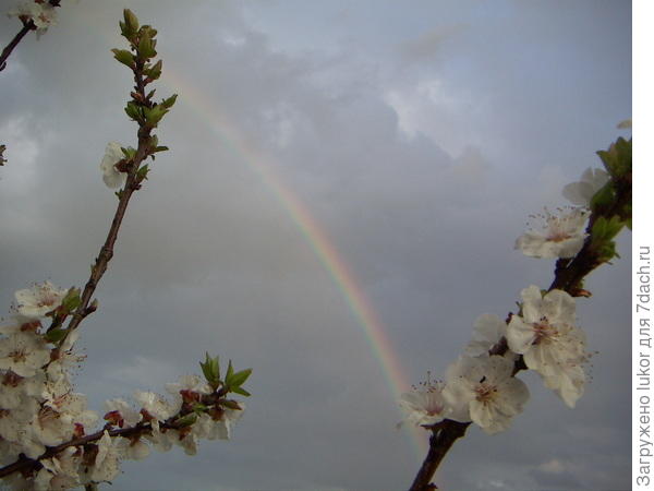 Весенний гром