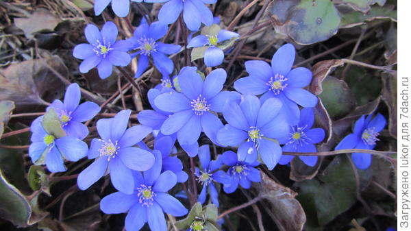 Печеночница